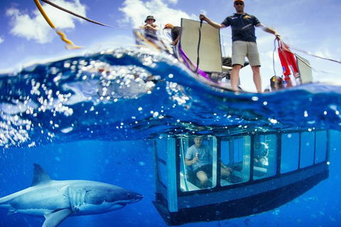 White Shark Tour With Optional Cage Dive From Port Lincoln - Accommodation Adelaide 0