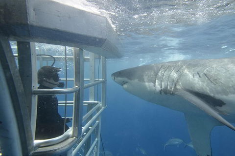White Shark Tour With Optional Cage Dive From Port Lincoln - Accommodation Adelaide 2