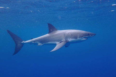 White Shark Tour With Optional Cage Dive From Port Lincoln - Accommodation Adelaide 5