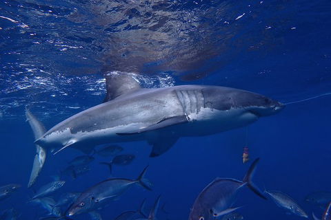 White Shark Tour With Optional Cage Dive From Port Lincoln - Accommodation Adelaide 6