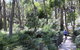 Self-Guided Waterfall Gully To Mount Lofty Hike From Adelaide - thumb 0