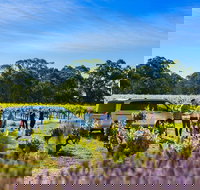 Micro-Group Barossa Valley Wine Tour from Adelaide