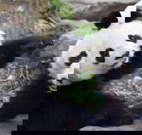 Adelaide Zoo Behind the Scenes Experience Exclusive Giant Panda Experience