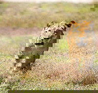 Lions at Bedtime and a day at Monarto Safari Park