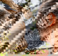 Adelaide Zoo Behind the Scenes Experience Koala Encounter