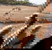 Monarto Safari Park General Admission Ticket