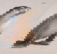 2-Day Kangaroo Island 4WD Small-Group Tour from Adelaide