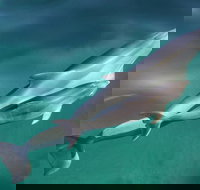 Dolphin Cruise from Adelaide with Optional Dolphin Swim