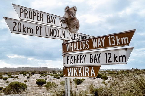 Private Port Lincoln Day Tour: Tasting Eyre - Accommodation Adelaide 0