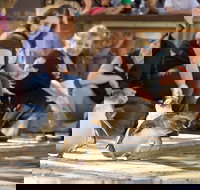 Adelaide Zoo Behind the Scenes Experience Penguins in Person