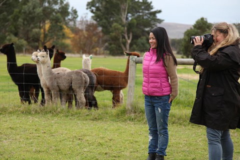 Alpaca Farm 2 Hour Tour - Accommodation Adelaide 1