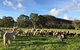 Alpaca Farm 2 Hour Tour - thumb 0