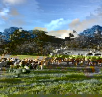 Alpaca Farm 2 hour Tour