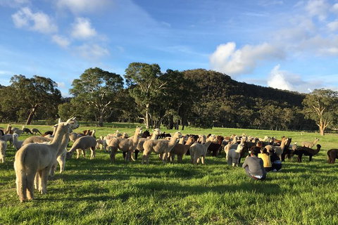 Alpaca Farm 2 Hour Tour - Accommodation Adelaide 0