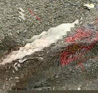 Food Tours Australia Cleland Wildlife Tour