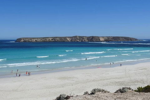 Coffin Bay Day Tour - A Taste Of Coffin Bay - Accommodation Adelaide 12