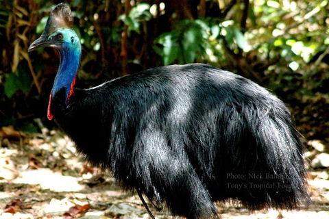 Daintree Rainforest, Cape Tribulation, Mossman Gorge In A Day - Accommodation Adelaide 1