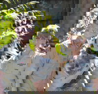 Koala Cuddle Adventure Croc 2 - Accommodation Adelaide