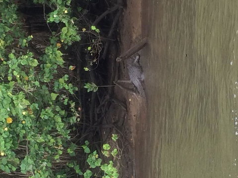 Cape Tribulation, Mossman Gorge, And Daintree Rainforest Day Trip From Cairns Or Port Douglas - Accommodation Adelaide 5