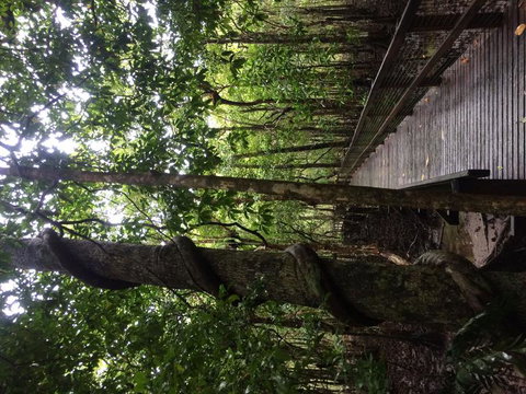 Cape Tribulation, Mossman Gorge, And Daintree Rainforest Day Trip From Cairns Or Port Douglas - Accommodation Adelaide 2
