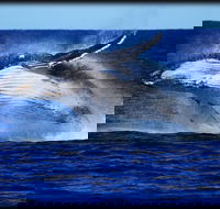 Whale Watching Cruise from Redcliffe Brisbane or the Sunshine Coast - Accommodation Adelaide