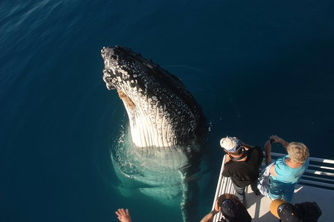 Hervey Bay Whale Watching Experience - Accommodation Adelaide 0