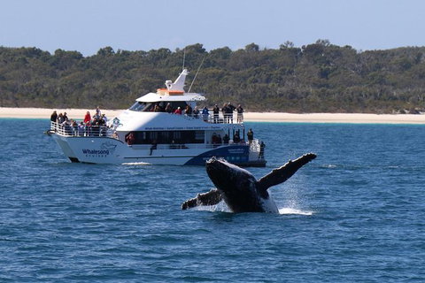 Hervey Bay Whale Watching Experience - Accommodation Adelaide 1