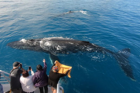 Hervey Bay Whale Watching Experience - Accommodation Adelaide 6