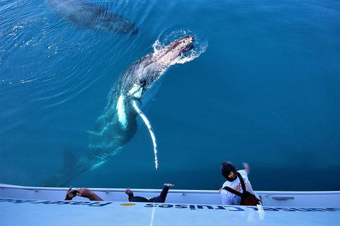 Hervey Bay Whale Watching Experience - Accommodation Adelaide 3