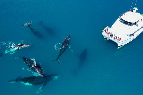 Hervey Bay Whale Watching Experience - Accommodation Adelaide 7