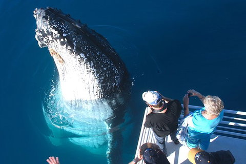 Hervey Bay Whale Watching Experience - Accommodation Adelaide 14