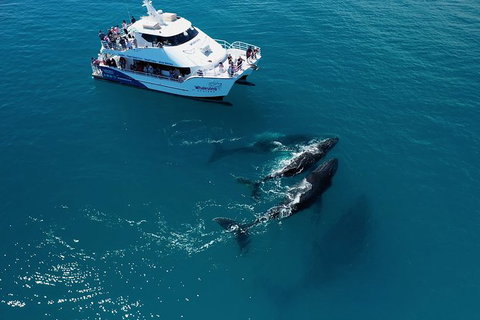 Hervey Bay Whale Watching Experience - Accommodation Adelaide 2