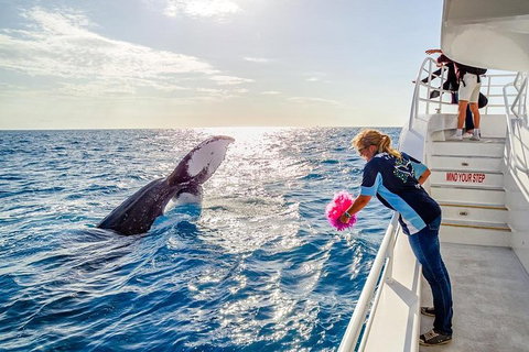Hervey Bay Whale Watching Experience - Accommodation Adelaide 8