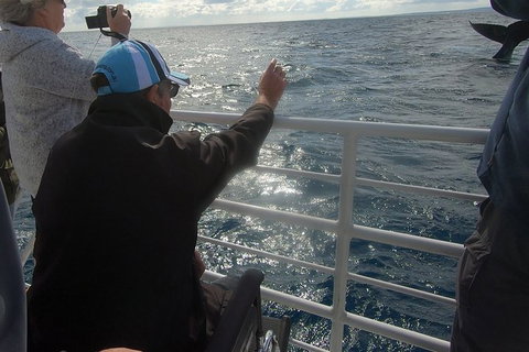 Hervey Bay Whale Watching Experience - Accommodation Adelaide 13