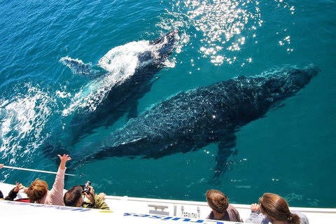 Hervey Bay Whale Watching Experience - Accommodation Adelaide 12