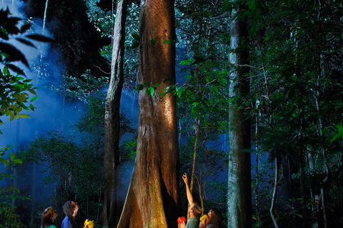 Daintree Rainforest Night Walk From Cape Tribulation - Accommodation Adelaide 1