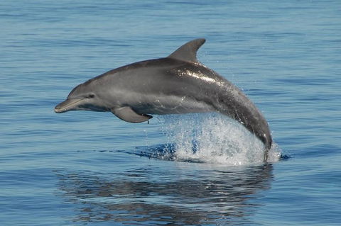 Fraser Island & Dolphin Sailing Adventure - Accommodation Adelaide 1