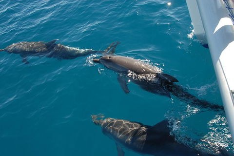 Fraser Island & Dolphin Sailing Adventure - Accommodation Adelaide 2