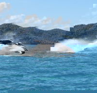 Whitsundays Whale Watching Cruise from Airlie Beach - Accommodation Adelaide