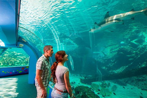 Reef HQ Great Barrier Reef Aquarium General Entry Ticket - Accommodation Adelaide 1
