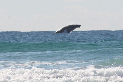 10-Day Surf Adventure From Brisbane To Sydney Including Coffs Harbour, Byron Bay And Gold Coast - Accommodation Adelaide 6