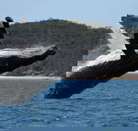 Hervey Bay Ultimate Whale Watching Cruise - Accommodation Adelaide
