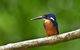 Daintree River Dawn Cruise - thumb 0
