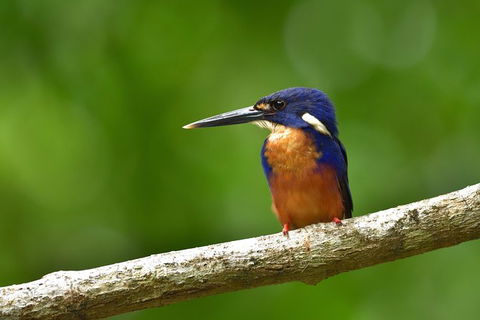 Daintree River Dawn Cruise - Accommodation Adelaide 0