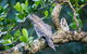 Daintree River Dawn Cruise - thumb 4