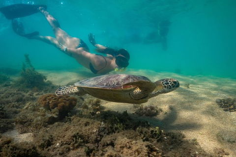 Half Day Low Isles Snorkelling Tour From Port Douglas - Accommodation Adelaide 6