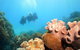 Ocean Spirit Michaelmas Cay Dive And Snorkel Cruise From Palm Cove - thumb 9