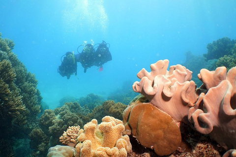 Ocean Spirit Michaelmas Cay Dive And Snorkel Cruise From Palm Cove - Accommodation Adelaide 9