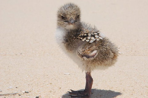 Ocean Spirit Michaelmas Cay Dive And Snorkel Cruise From Palm Cove - Accommodation Adelaide 6