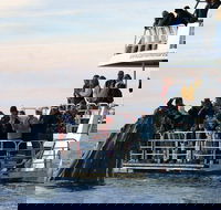 Hervey Bay Whale Watching Cruise - Accommodation Adelaide
